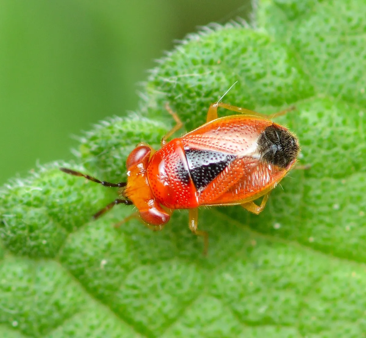 Isthmocoris imperialis