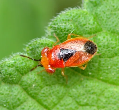 Isthmocoris imperialis - photo 3
