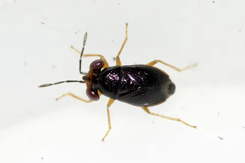 Isthmocoris piceus