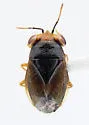 Isthmocoris slevini - Isthmocoris slevini