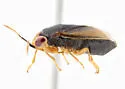 Isthmocoris slevini - photo 2