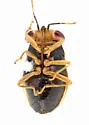 Isthmocoris slevini - photo 3
