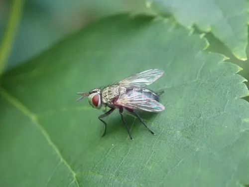 Winsome Fly