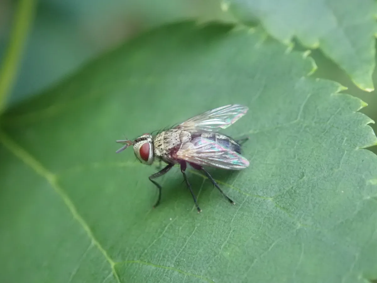 Winsome Fly - photo 3