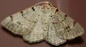 Pale-veined Isturgia Moth - Hodges#6419 - Isturgia dislocaria