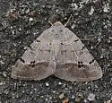 Pale-veined Isturgia Moth - Hodges#6419 - photo 2