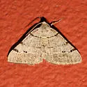 Pale-veined Isturgia Moth - Hodges#6419 - photo 4