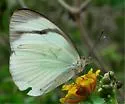 Cross-barred White - Hodges#4189.5