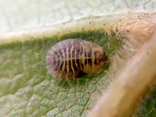 Italian Alder Aphid