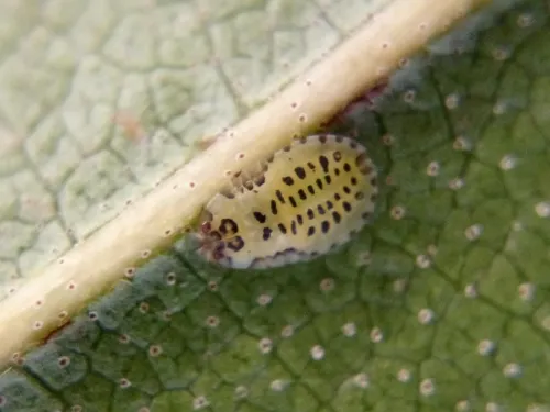 Italian Alder Aphid - photo 2