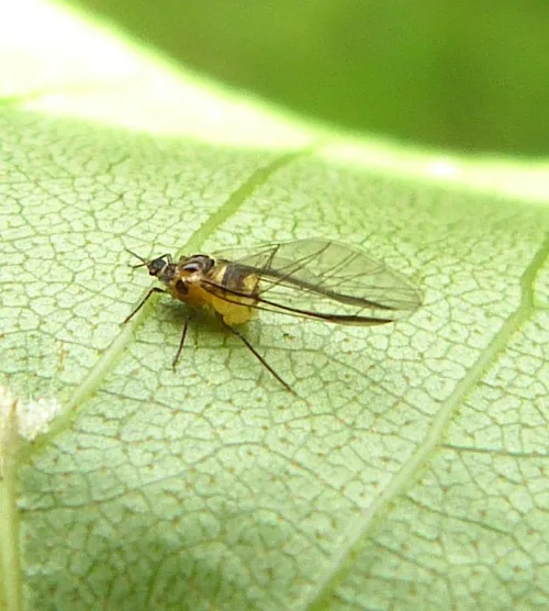 Italian Alder Aphid - photo 3