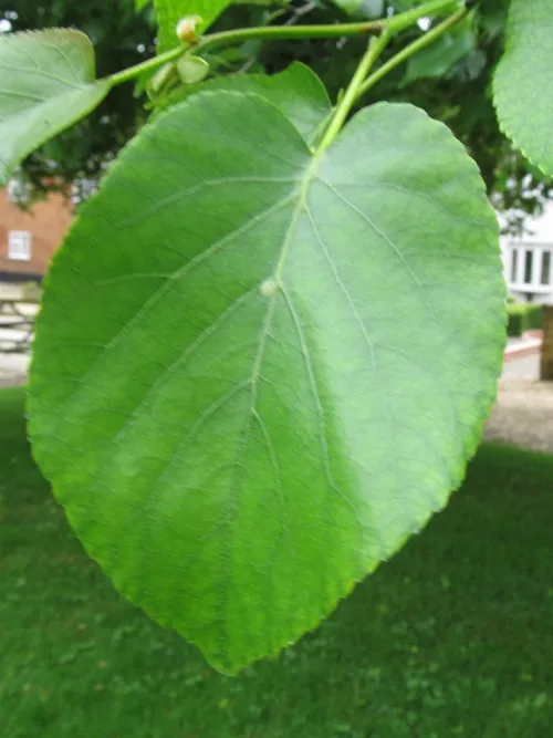 Italian Alder Aphid - photo 4