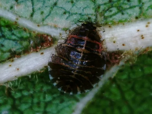 Italian Alder Aphid - photo 5