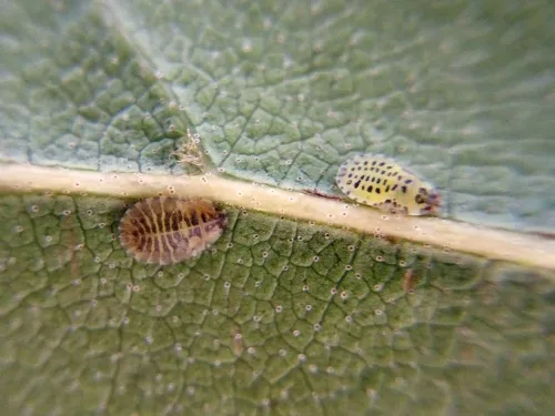 Italian Alder Aphid - photo 6