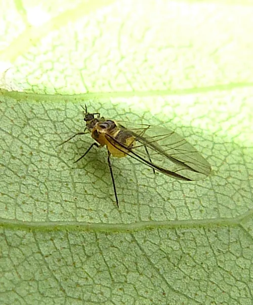 Italian Alder Aphid - photo 7