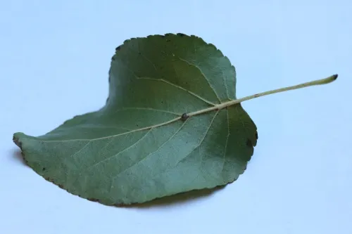 Italian Alder Aphid - photo 8