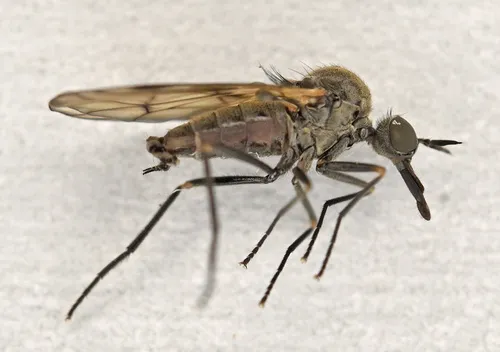 Iteaphila macquarti