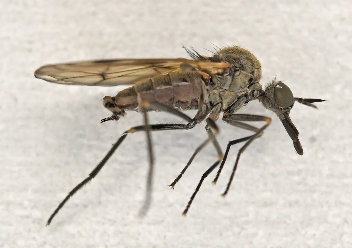 Iteaphila macquarti - photo 3