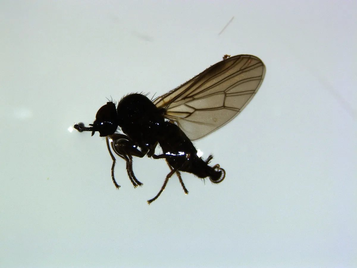 Iteaphila nitidula - photo 2