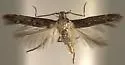 Ithome aquila - Hodges#1642 - photo 2