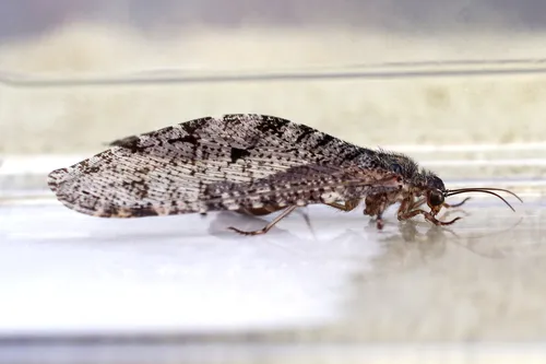 Giant and Moth Lacewings - photo 2