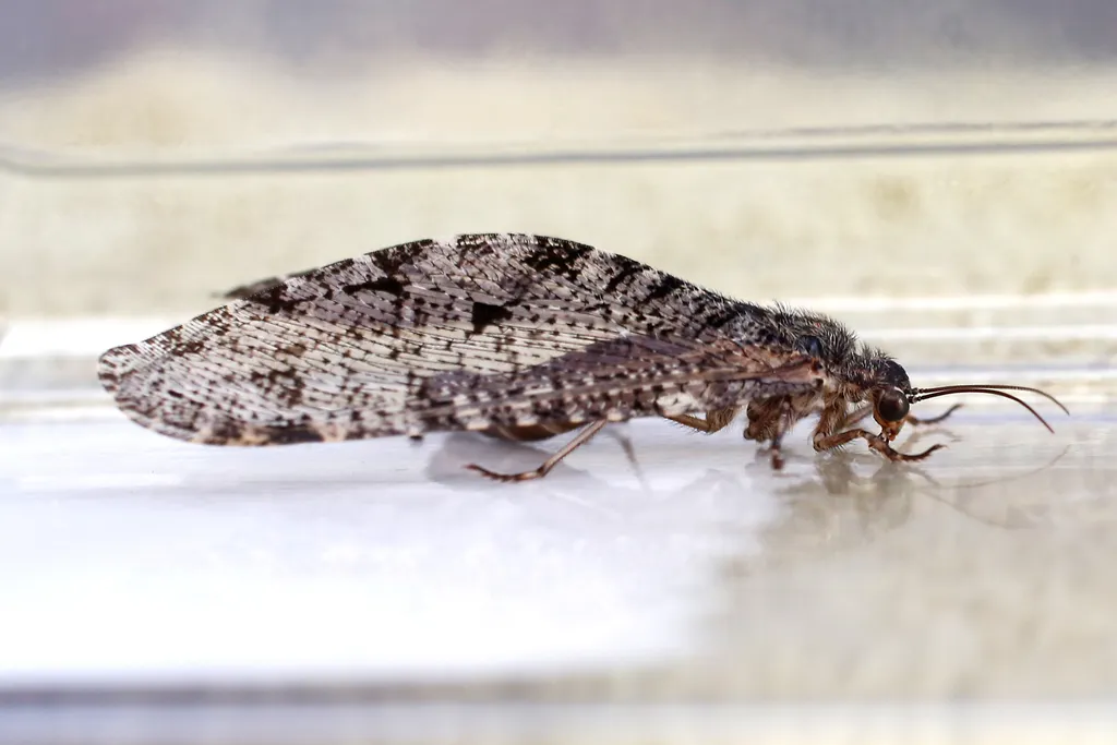 Giant and Moth Lacewings - photo 3