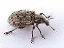 New York Weevil - photo 3