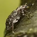 New York Weevil - photo 4