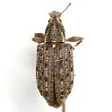 New York Weevil - photo 5