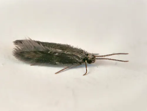 Ithytrichia lamellaris