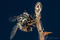 Spotted Itolia - photo 2
