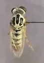 Banded Itolia - Itolia timberlakei