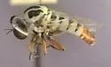 Banded Itolia - photo 2