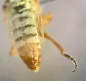 Banded Itolia - photo 4