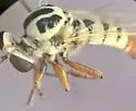 Banded Itolia - photo 5