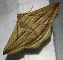 Itomia opistographa - Hodges#8555.1 - photo 3