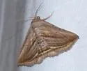 Itomia opistographa - Hodges#8555.1 - photo 4