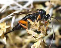 Itoplectis viduata