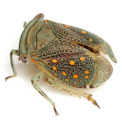 Itzalana submaculata