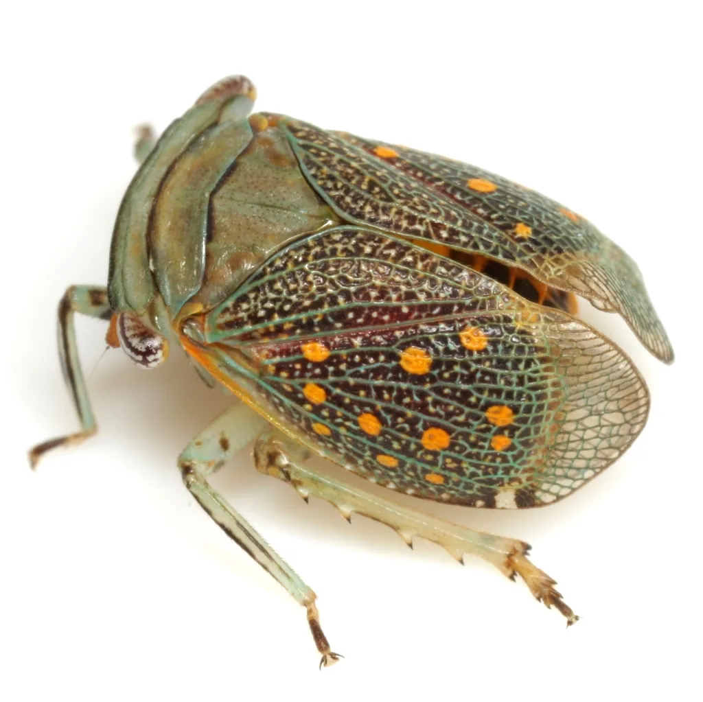 Itzalana submaculata - photo 2