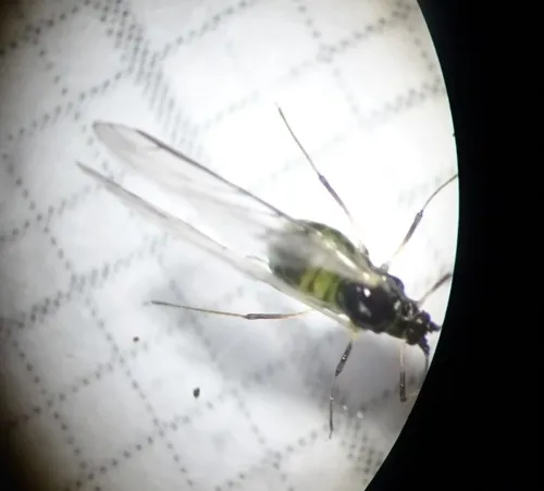 Ivy Aphid - Aphis hederae