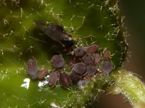 Ivy Aphid - photo 2