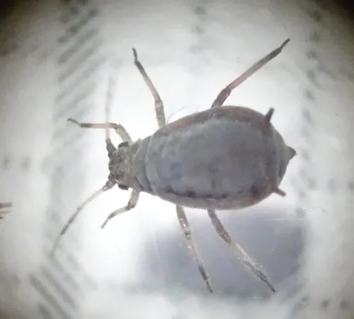 Ivy Aphid - photo 3