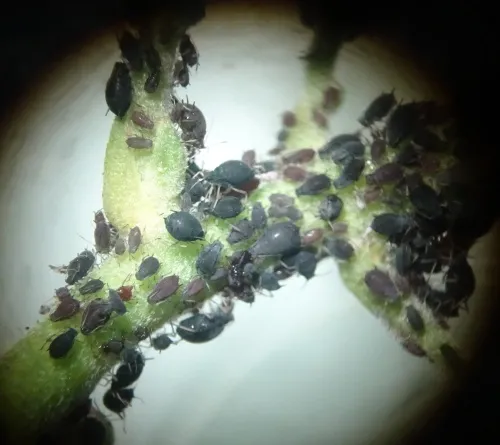 Ivy Aphid - photo 4