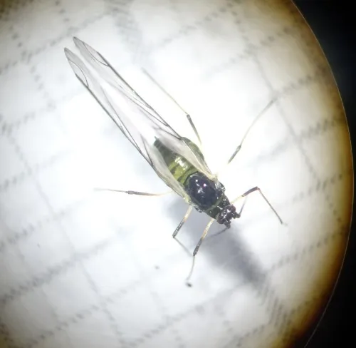 Ivy Aphid - photo 6