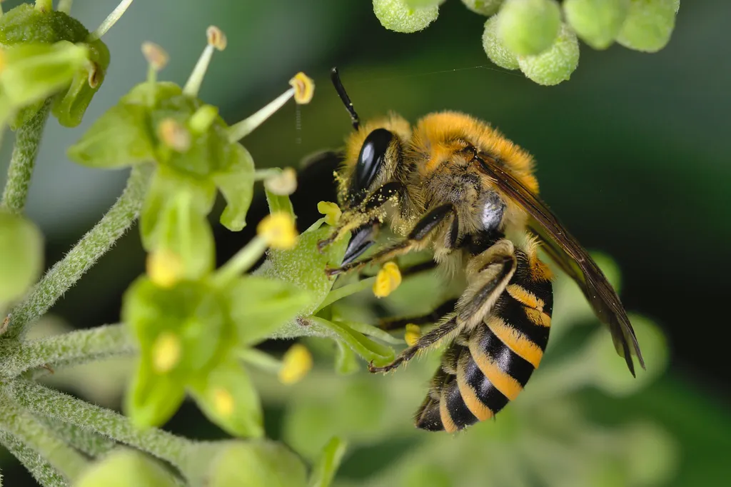 Ivy Bee - photo 2
