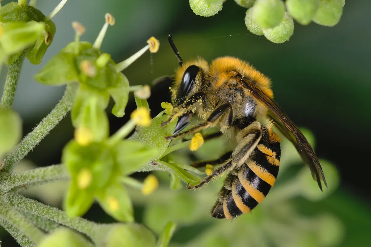 Ivy Bee - photo 3