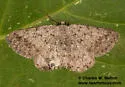 Ixala desperaria - Hodges#6695 - photo 2