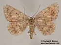Ixala desperaria - Hodges#6695 - photo 3