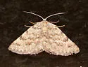 Ixala proutearia - Hodges#6696